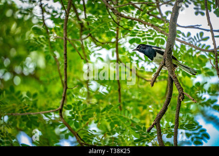 Schwarzer Vogel mit der weißen Linie auf seinem Flügel hängt an einem Ast ab, grünen Hintergrund. Stockfoto