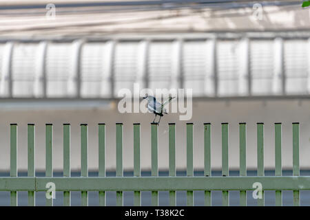 Schwarzer Vogel mit der weißen Linie auf seinem Flügel hängt an zu grünen Zaun. Stockfoto