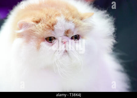 In der Nähe der Persischen Katze Gesicht, langen braunen orange Haare. Stockfoto