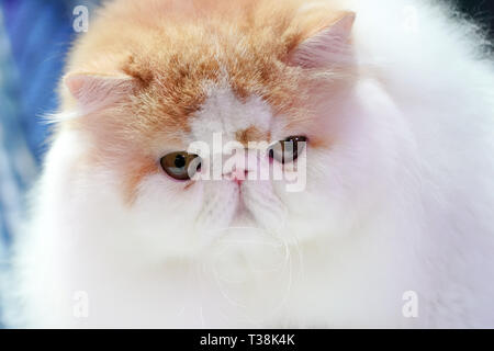 In der Nähe der Persischen Katze Gesicht, langen braunen orange Haare. Stockfoto