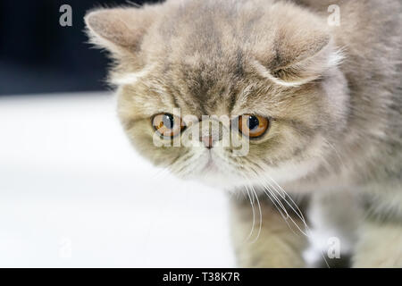 Kitten Perser kurze Hait, braune Farbe. Auf dem weißen Tisch. Stockfoto