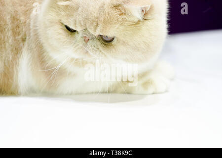 Persische Licht schoss Haar, auf der Suche nach Tabelle. Stockfoto