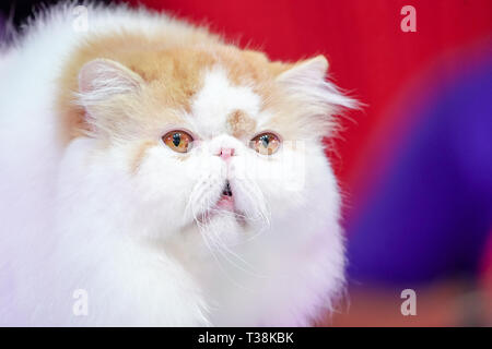 Perser Katze, orangen und weißen Fell mit gelben Augen und Haare. Stockfoto