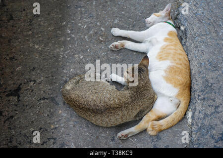 Braun und Weiß-orange Schöne 2 Katzen Sitzen und Schlafen neben zusammen auf der Straße. Stockfoto