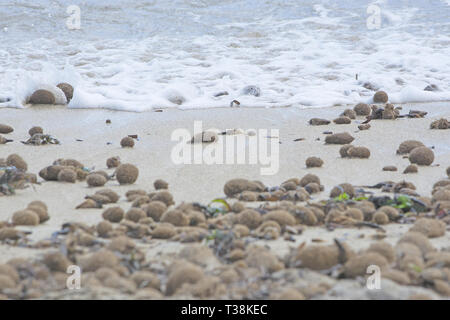 Faserbällchen von Seegras an Sandstrand in Mallorca, Spanien. Stockfoto