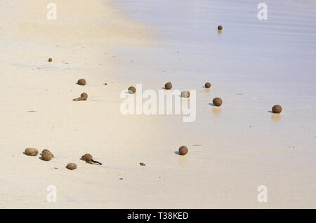 Faserbällchen von Seegras an Sandstrand in Mallorca, Spanien. Stockfoto