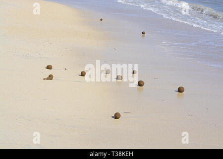 Faserbällchen von Seegras an Sandstrand in Mallorca, Spanien. Stockfoto