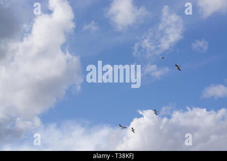 Möwen fliegen Overhead gegen trübe und blauer Himmel auf Mallorca, Spanien. Stockfoto