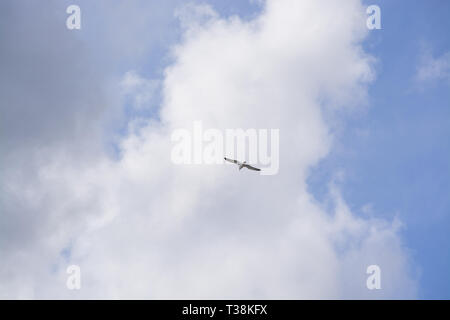 Möwen fliegen Overhead gegen trübe und blauer Himmel auf Mallorca, Spanien. Stockfoto