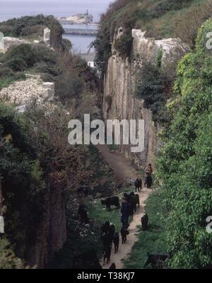 FOSO - CABRAS POR UN CAMINO ESTRECHO. Lage: an der Außenseite. Latakia. Stockfoto