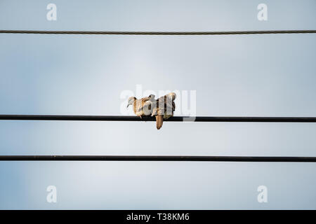 Das hintere Paar Tauben an elektrische Kabel mit klaren Hintergrund. Stockfoto