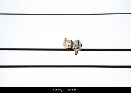 Das hintere Paar Tauben an elektrische Kabel mit klaren Hintergrund. Stockfoto