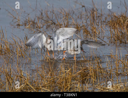 Rotschenkel Tringa totanus,, Paarung, Morecambe Bay, Lancashire, Großbritannien Stockfoto