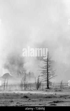 Dampf stieg von fumeroles im Hintergrund geben die Toten lodgepole Kiefern auf verschlungenen Creek Stockfoto