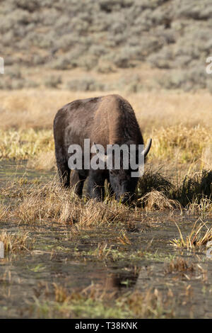 Weibliche Bisons grasen in sumpfige Gebiet Yellowstone National Park Stockfoto