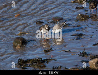 Ruddy Turnstone, Arenaria interpres, mit Sanderling, Calidris alba, nahrungssuche in der Brandung am Ufer, Fluss Wyre, Lancashire, Großbritannien Stockfoto