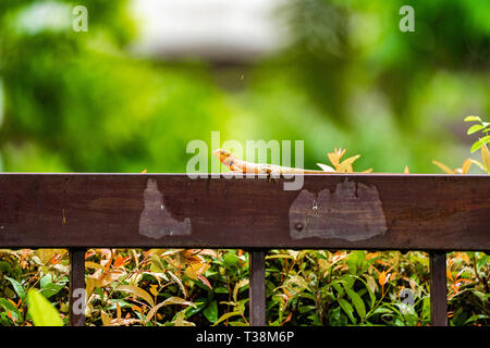 Orange Echse auf der Stahl Zaun im Regen mit blur grünen Hintergrund. Stockfoto