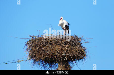 Storch im Nest, hoch über den Dächern der Stadt Stockfoto