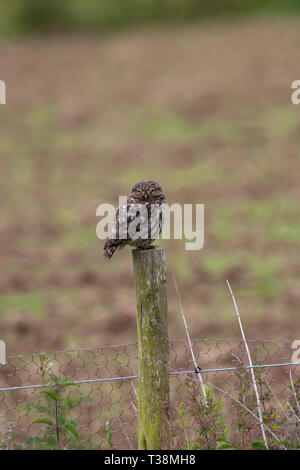 Steinkauz, Athene noctua, Alleinstehenden stehen auf Zaunpfosten. Juni getroffen. Icklesham, East Sussex, UK. Stockfoto
