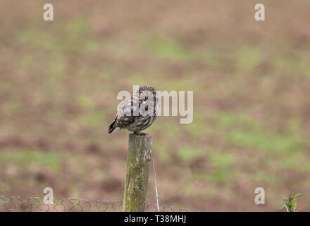 Steinkauz, Athene noctua, Alleinstehenden stehen auf Zaunpfosten. Juni getroffen. Icklesham, East Sussex, UK. Stockfoto