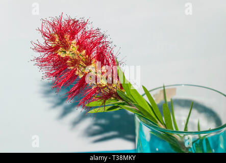 Nahaufnahme von roten Schöne callistemon Blume, flaschenbürste Werk in ein Glas. Stockfoto