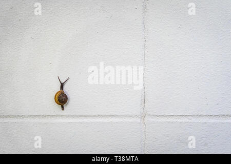 Kleine schwarze und braune Schnecke klettern auf eine weiße Wand. Stockfoto