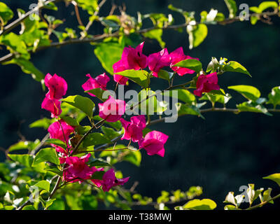 Papier Blüte Bougainvillea glabra Stockfoto
