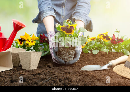 Frau Gärtner pflanzen Blume im Garten. Pflanzung Frühjahr Stiefmütterchen Blume im Garten. Gartenarbeit Konzept Stockfoto