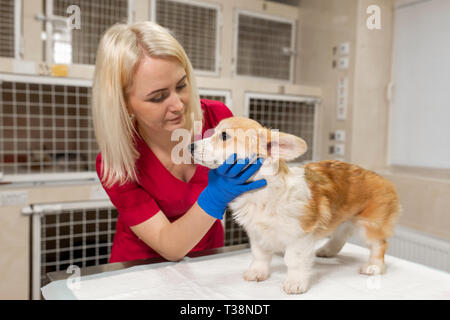 Attraktive blonde Frau Tierarzt halten wenig corgi Hund auf ihre Hände bei Pet Hospital. Pet-Healthcare. Stockfoto