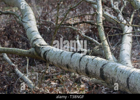 Gefallen alte Birke Wald Stockfoto