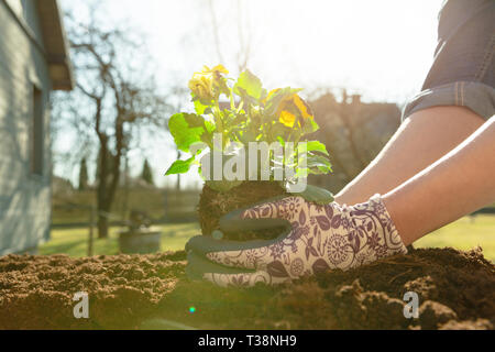 Frau Gärtner pflanzen Blume im Garten. Pflanzung Frühjahr Stiefmütterchen Blume im Garten. Gartenarbeit Konzept Stockfoto