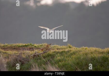 Schleiereule, Tyto alba, Alleinstehenden über Sümpfe in der Dämmerung fliegen, Norfolk, Großbritannien. Stockfoto