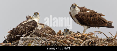 Osprey Familie in ihrem Nest, starrte misstrauisch. Lake Coeur d'Alene, Idaho. Stockfoto