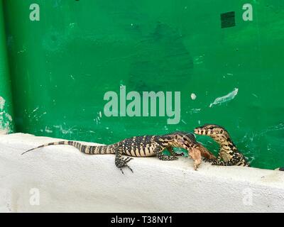 Baum wenig Wasser Monitor oder Varanus Salvator auf der Creme Zement und Grüne alte Hintergrund, einer von ihnen, rohe Hühnerflügel. Stockfoto