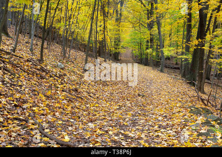 Die hohe Tor Trail durch Herbstlaub für den Boden und die Blätter im Herbst an den Bäumen hängen. Hohe Tor State Park, New York Stockfoto