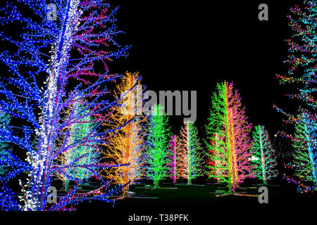 Ashas Bäume" von Adam Dekolicht in Canary Wharf Winter Lights Festival 2019, London, UK Stockfoto