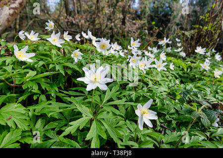 Das ist ein Bild im Hintergrund meist grüne Blätter mit einer Streuung von kleinen weissen Blüten. Dies war der Waldboden im Frühling genommen Stockfoto