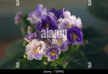 Saintpaul (Chamäleon) Blüht mit verschiedenen lila Terry Blumen Stockfoto