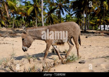 Wild mannar Esel in Kalpitiya, Sri Lanka, Asien Stockfoto