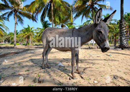 Wild mannar Esel in Kalpitiya, Sri Lanka, Asien Stockfoto