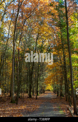 Herbst Farben auf Laubbäumen mischen mit immergrünen Bäume an einem Wanderweg. Kennedy Dells County Park, New York Stockfoto