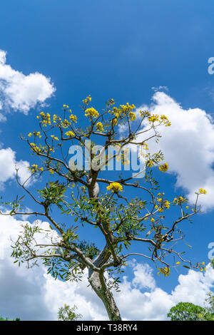Goldene Trompete Baum hat gelbe Trompete geformte Blüten im Frühling Stockfoto