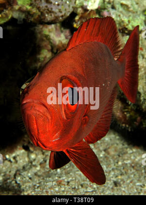 Crescent tail Großaugenthun (Priacanthus hamrur). Im Roten Meer, Ägypten. Stockfoto