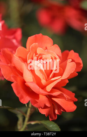 Detailansicht von Orange Rosen im Garten Stockfoto