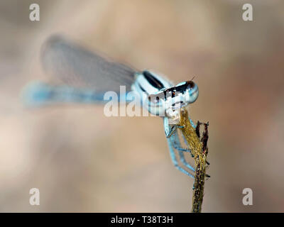 Gemeinsame Blau, Enallagma cyathigerum Damselfly, Makro. Stockfoto