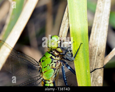 Eine grüne Östlichen Pondhawk Dragonfly verbraucht eine kleinere Dragonfly, während sie mit einem Grashalm klammert. Mund Teile sichtbar. Stockfoto