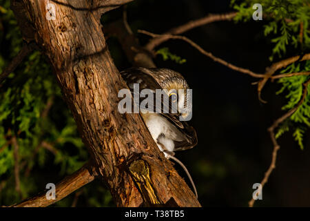 Eine nördliche Sägeburte Eule, die in einem Baum mit einer Maus in ihren Klauen thront Stockfoto