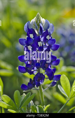 Feder Bluebonnet Blüten im Osten von Texas. Stockfoto