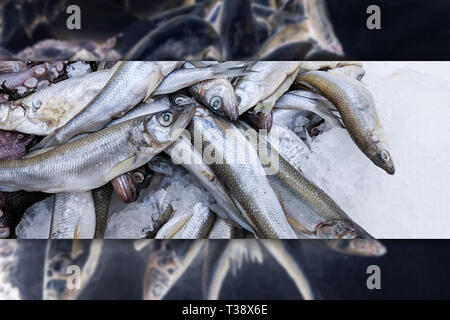 Nahaufnahme, frische organische Fische Sprotte auf Eis auf frische Markt, Hintergrund. Nordseefische Textur. Eine Menge organischer Meer Sprotte Stockfoto