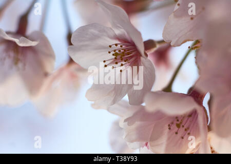 In der Nähe von japanischen Sakura (Kirschblüten) an einem Frühlingstag in Japan. Stockfoto